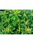 Yıldız Calısı (Pittosporum 20-25 cm ) 5