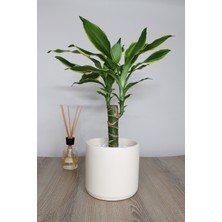 Apricity Dekoratif Büyük Boy Silindir Beton Saksı / 13 cm