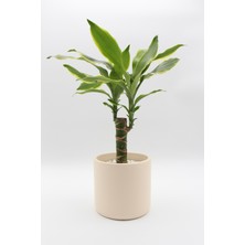 Apricity Dekoratif Büyük Boy Silindir Beton Saksı / 13 cm