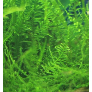 Christmas Moss Akvaryum Bitkisi