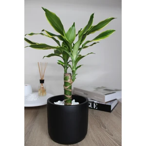 Dekoratif Büyük Boy Silindir Beton Saksı / 13 cm