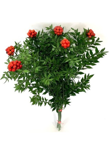 Kokina Yılbaşı Çiçeği Demet