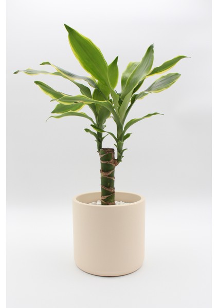 Dekoratif Büyük Boy Silindir Beton Saksı / 13 cm fiyatları