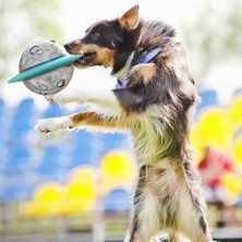 Htun Uçan Daire Köpek Oyunu Fly Diskler Oyuncaklar Kedi Çiğneme Sızıntı Yavaş Gıda Besleyici Topu Yavru Iq Eğitim Komik Oyuncak Anti Boğukluk Bulmaca Köpekler | Köpek Besleme (Yurt Dışından)