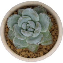 Echeveria Laui Hybrid / Sukulent