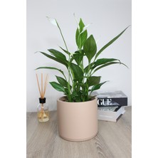 Apricity Dekoratif Büyük Boy Silindir Beton Saksı / 13 cm