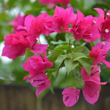 Aydoğdu Tüplü Pembe Çiçekli Begonvil Fidanı