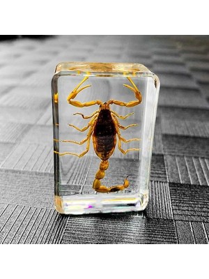 Htun Böcek Taş Doğal Akrepler Dahil Amber Numune Ev Dekoratif Taş Reçine Zanaat Paperweight Düğün Parti Seyahat Hediyesi (Yurt Dışından)