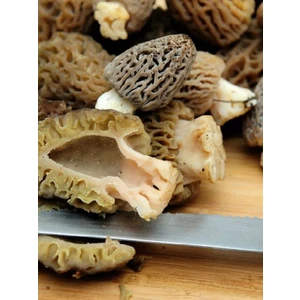 Mantarcı Anne Kuzu Göbeği Mantarı Tohumu Mantar Tohumu