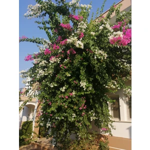 Tüplü Çift Renkli Alyans Begonvil Çiçeği Fidanı (1m ile 1.5 Arası)