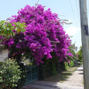 Saksıda Mor Begonvil Sarmaşığı Fidanı (1m ile 1.5 M Arası)