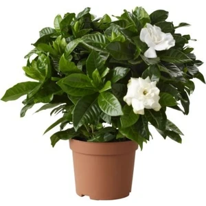 Gardenya (Saksıda 3lü Dikim Ithal) Kokulu Cicek Fidanı