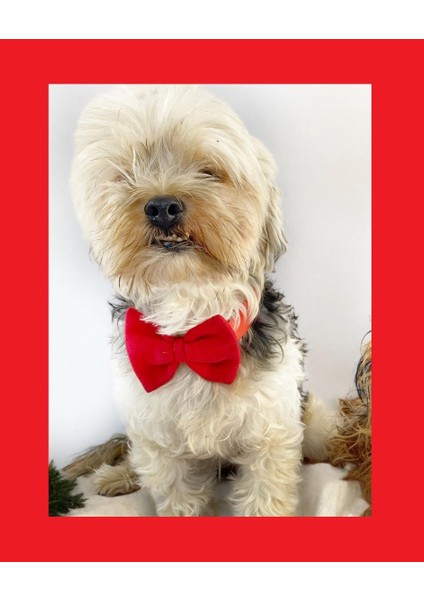 Maxi Rouge Köpek Papyonu Kurdela Tasma Yılbaşı Noel