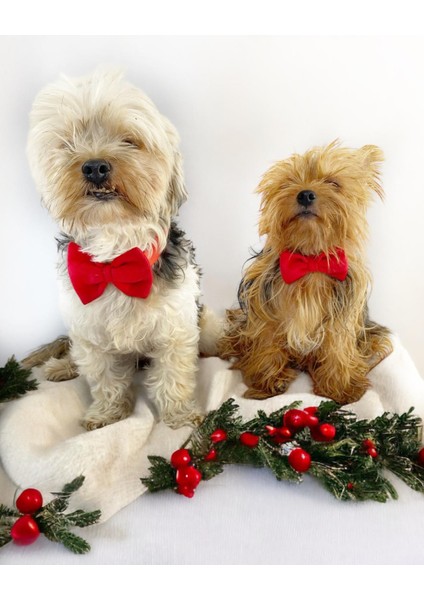 Maxi Rouge Köpek Papyonu Kurdela Tasma Yılbaşı Noel