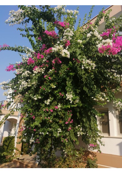 Tüplü Çift Renkli Alyans Begonvil Çiçeği Fidanı (1m ile 1.5 Arası)