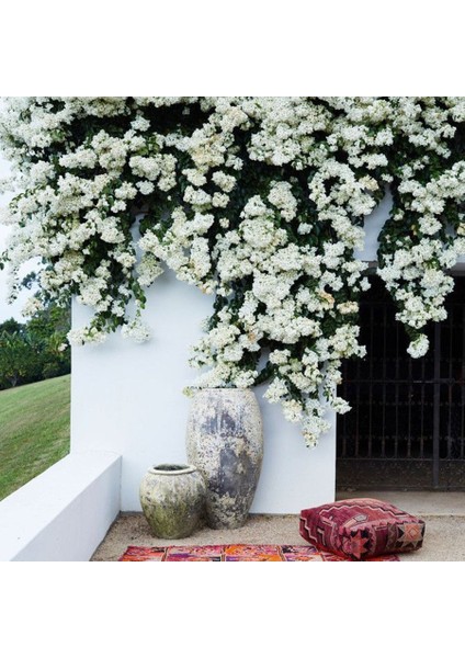 Saksıda Beyaz Begonvil Sarmaşığı Fidanı (1m ile 1.5m)