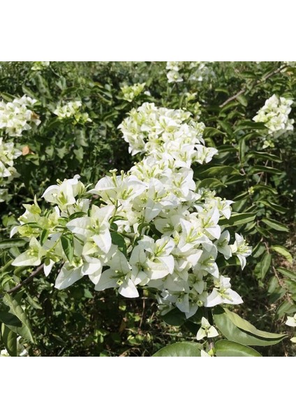 Saksıda Beyaz Begonvil Sarmaşığı Fidanı (1m ile 1.5m) fiyatları