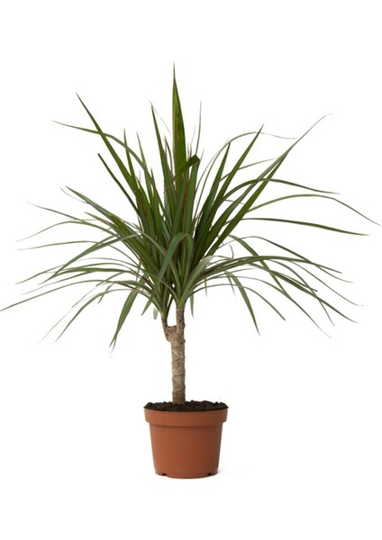 Dracena Marginata Bitkisi - Madagaskar Dragon Ağacı 50-60 cm
