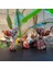 Jeff Koons'tan Büyük Balon Köpek Heykeli, Reçine Zanaat Heykelleri Balon Köpekler Heykeller Ofis, Renkli Balon Köpek Süsleri Ofis Ev Modern Dekor (Yurt Dışından) 3