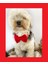 Maxi Rouge Köpek Papyonu Kurdela Tasma Yılbaşı Noel 1