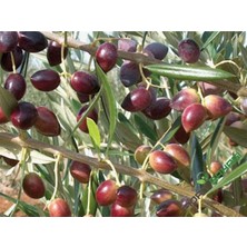 Aydoğdu Ayvalık Zeytin Fidanı