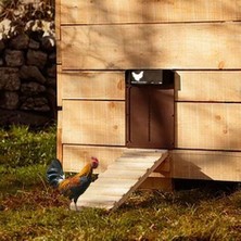 Tavuk Kümesi Kapısı Kahverengi Tavuk Kümesi Kapısı Stili (Kütük Dahil) (Yurt Dışından)