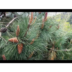 2 Adet Fıstık Çam FIDANI(40ILA 60CM)