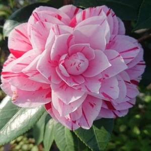 Tüplü Pembe Çiçekli Kamelya Fidanı