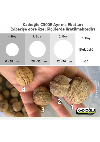 C300E 3+1 Tamburlu Ceviz Boylama Kalibrasyon Makinesi