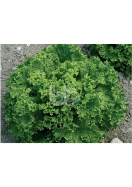 Bt Ivanka Marul 25 gr Tek Kök Kıvırcık