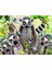 - Lemur Pelüş ve Selfie 48 Parça Puzzle 15801 3