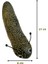 CLZ205 Kedi Oyuncağı Kedi Otlu Benekli Tırtıl 4-17 cm Yeşil 2