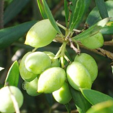 Baktar Koroneiki Bodur Zeytin Fidanı Meyve Verme Yaşında