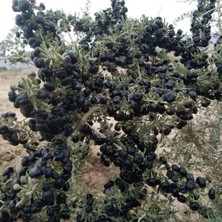 Baktar Meyve Verme Yaşında Nadir Bulunan Siyah Goji Berry Fidanı Sınırlı Sayı
