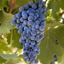 Baktar Şaraplık Kokulu Merlot Üzüm Asma-Bağ Fidanı