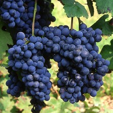 Baktar Şaraplık Syrah Şiraz Üzüm Asma-Bağ Fidanı