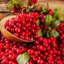 Baktar Şifalı Küçük Meyveli Anadolu Kızılcık Fidanı