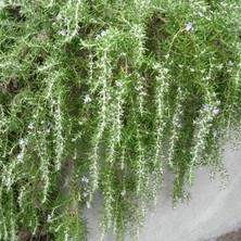 Baktar Doğal Sarkan Yayılıcı Riveria Biberiye Fidesi