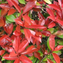 Baktar Tüplü Herdem Yeşil Bodur Alev Çalısı Fidanı