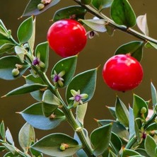 Baktar Tüplü Ruscus Aculeatus Kokina Tavşan Memesi Bitkisi Fidanı