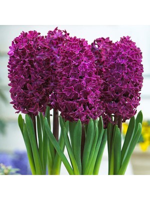Baktar Hyacinthus Woodstock Sümbül Soğanı 3 Adet