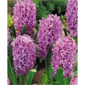 Mor Sümbül Soğanı (5 Adet)