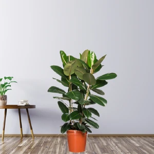 Salon Bitkileri  Kauçuk Çiçeği 2'li 100 cm Ficus Elastica