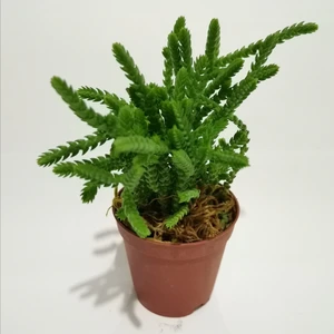 Kaktüs-Sukulent Crassula Muscosa-Prenses Çamı