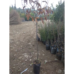 Kardeşler Fidancılık Kestane Fidanı