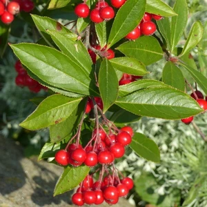 Kırmızı Aronya Red Aronia Chokoberry Fidanı