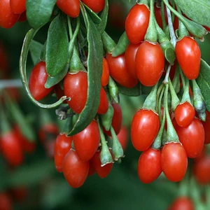 Meyve Verme Yaşında Şifalı Goji Berry Kurt Üzümü Fidanı