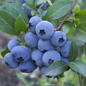 Verimli Bluecropt Yaban Mersini Likapa Fidanı