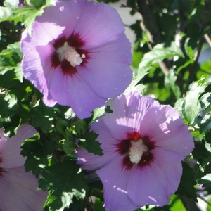 Tüplü Çit Hatmi Fidanı Hibiscus syriacus