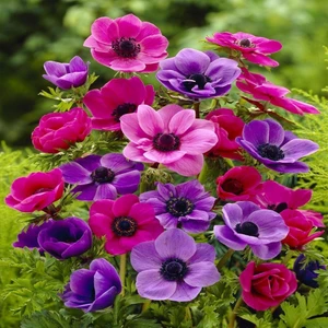 Coronaria St. Brigid Mix Karışık Anemon Çiçeği Soğanı 5'li